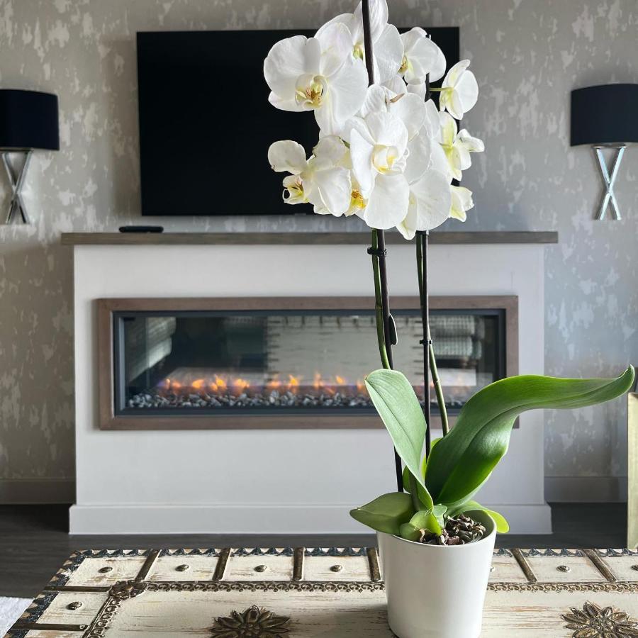 Boulevard Hotel Блэкпул Экстерьер фото A white orchid in a living room